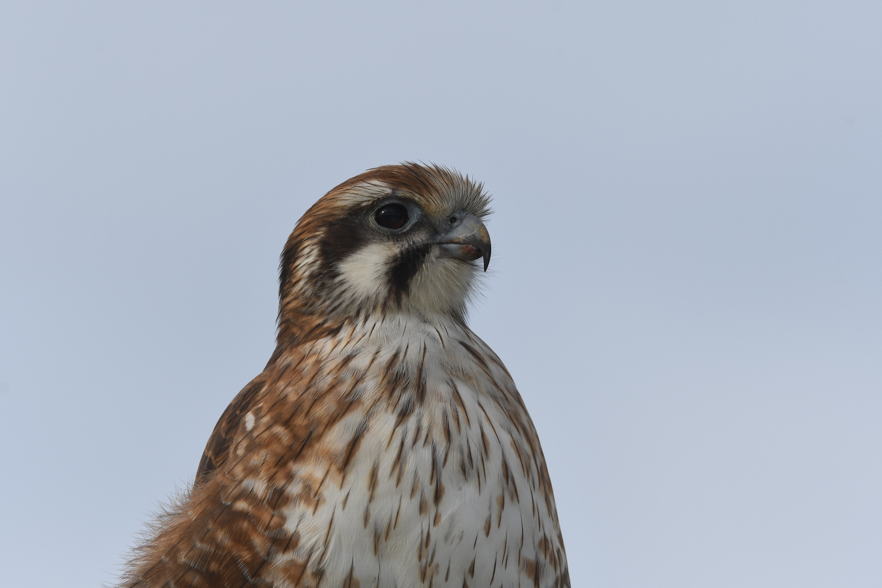 Brown Falcon (Image ID 52919)