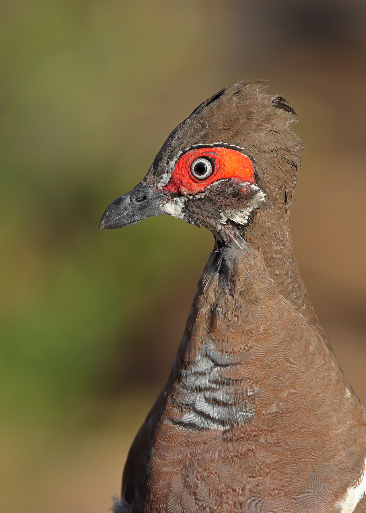 Partridge Pigeon (Image ID 52883)