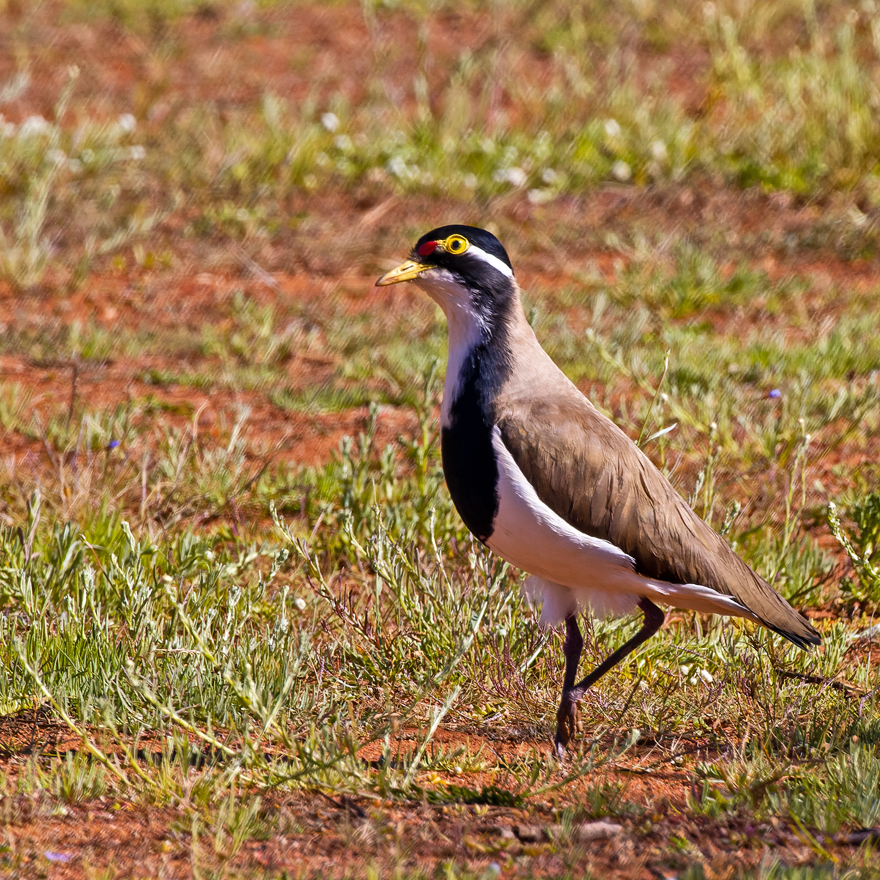 Banded Lapwing (Image ID 52650)