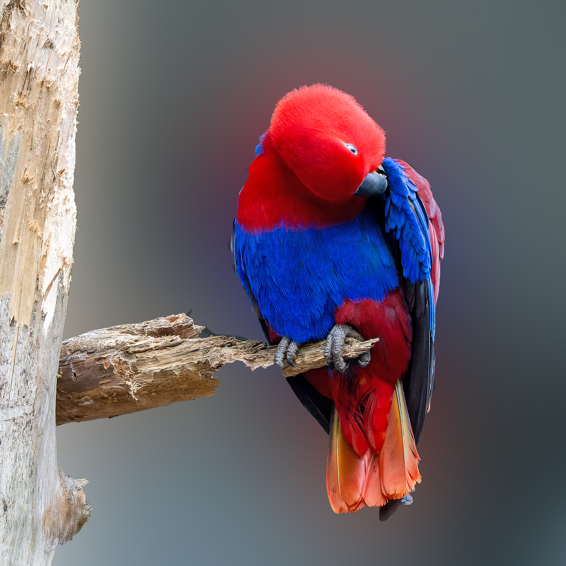 Eclectus Parrot (Image ID 52972)