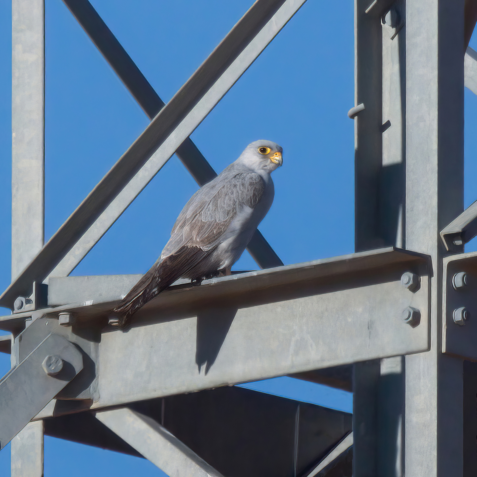 Grey Falcon (Image ID 52647)