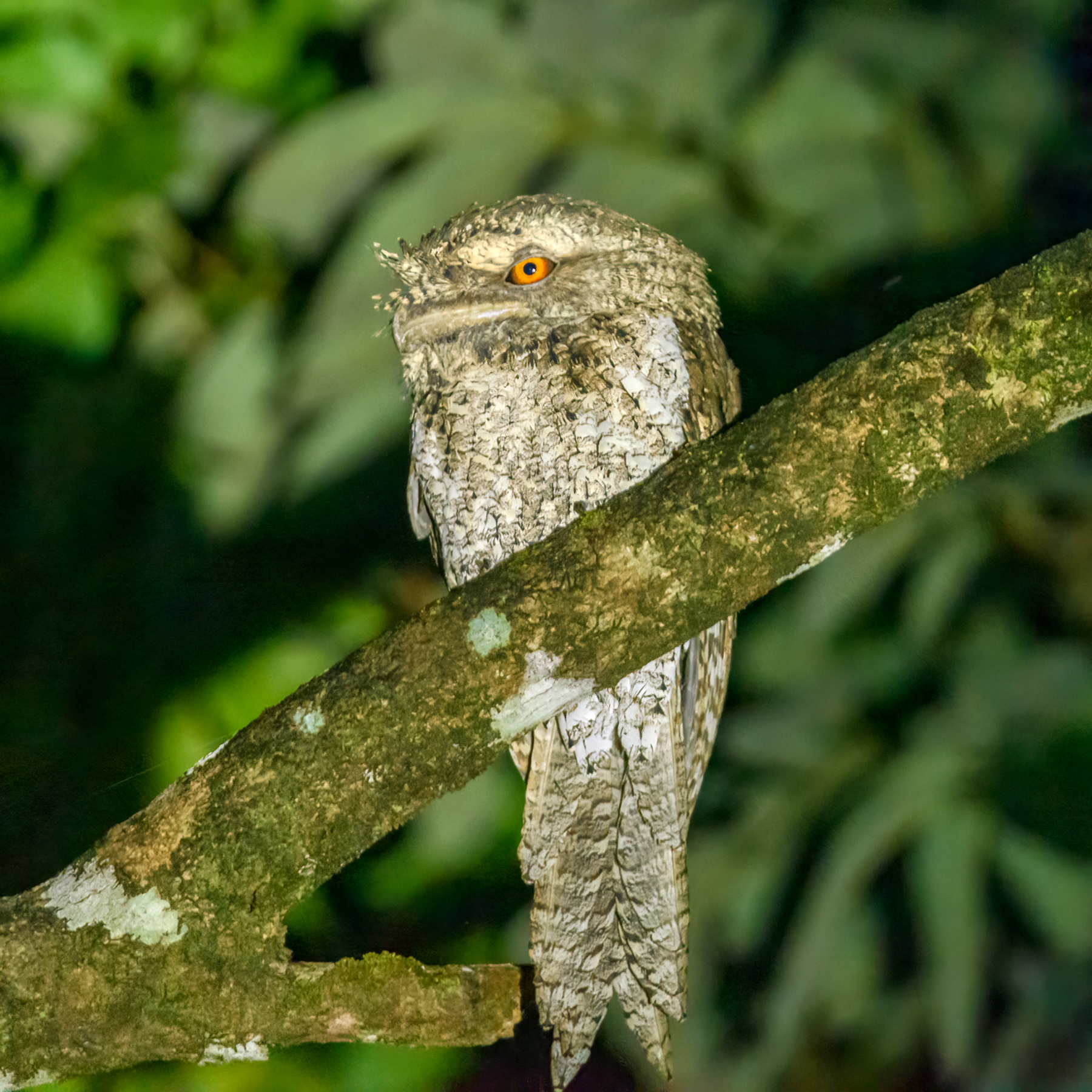Marbled Frogmouth (Image ID 53202)