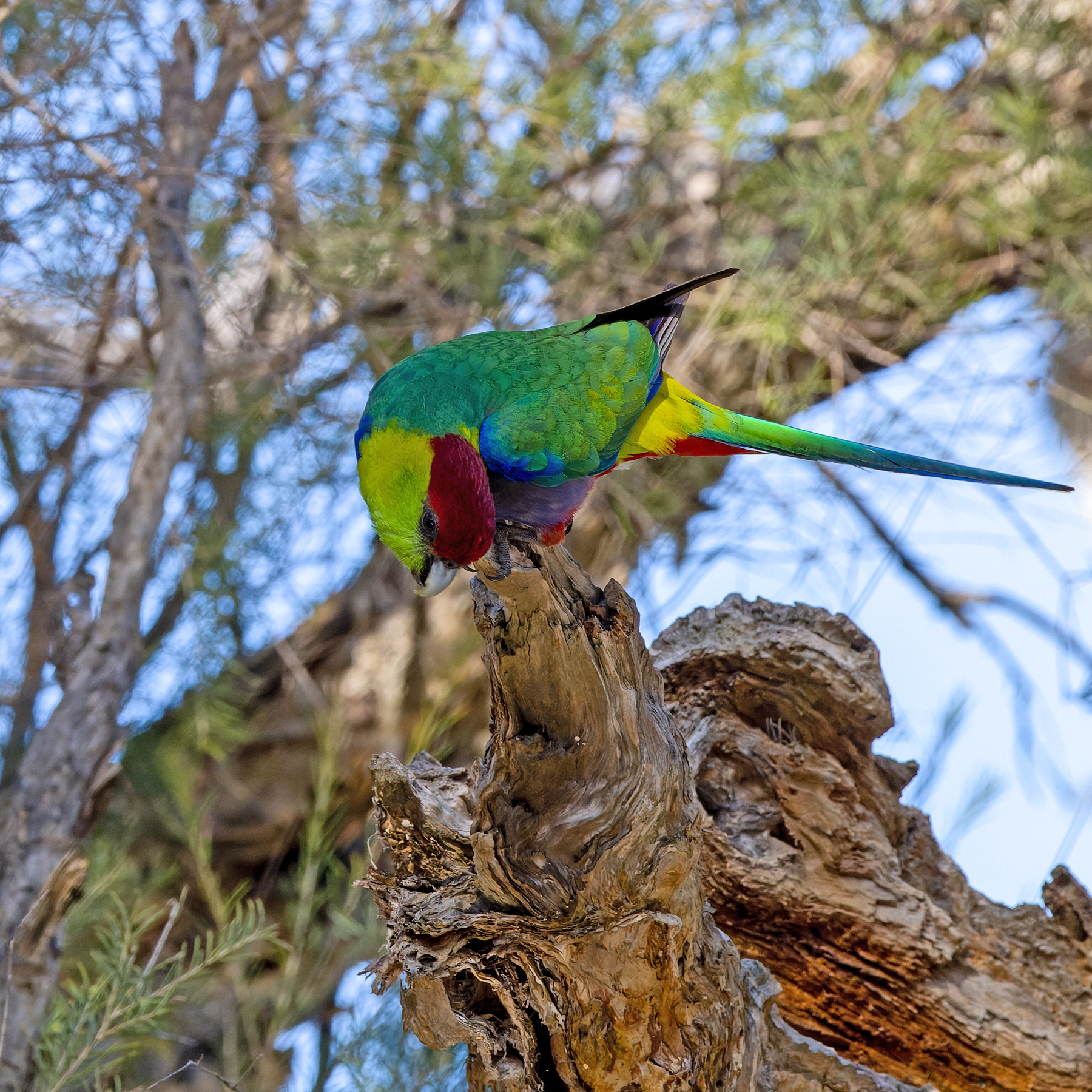 Red-capped Parrot (Image ID 53189)
