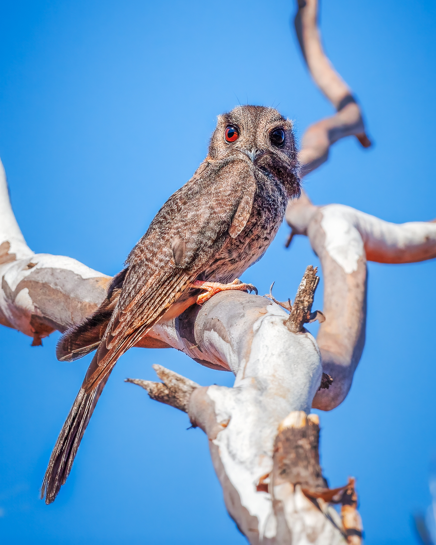 Australian Owlet-nightjar (Image ID 53510)