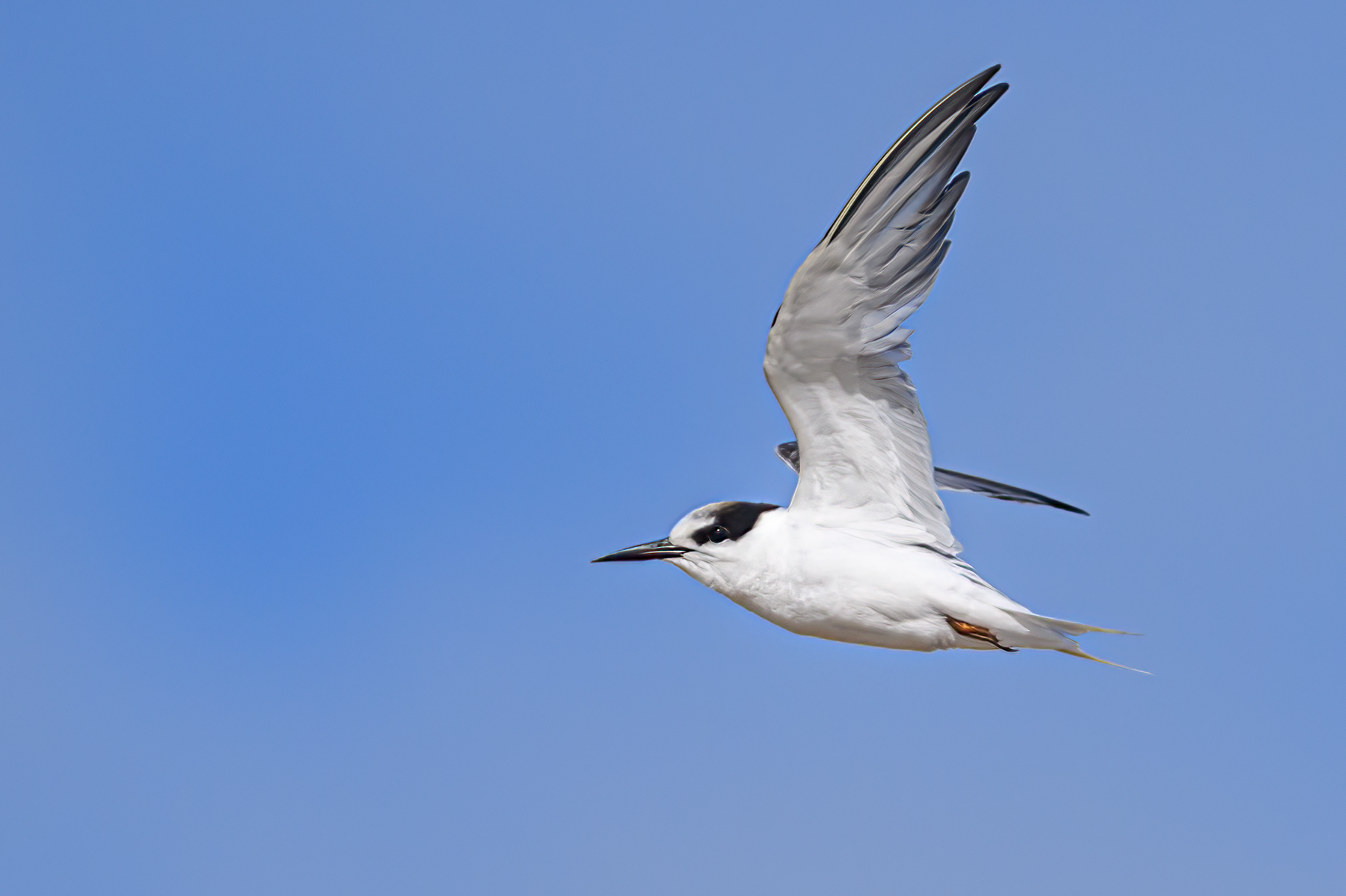Little Tern (Image ID 54027)