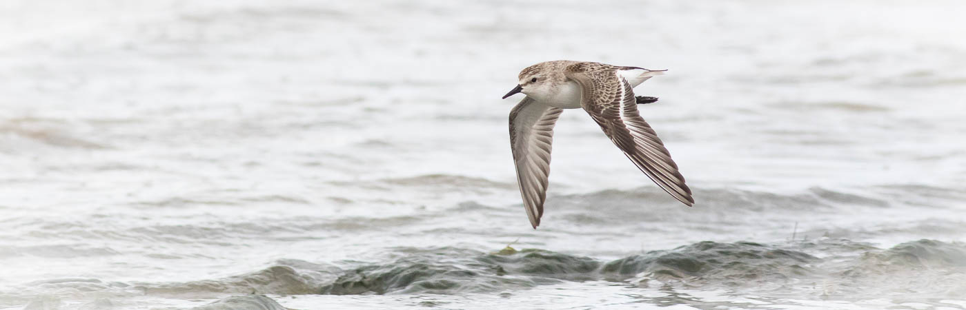 Red-necked Stint (Image ID 54176)
