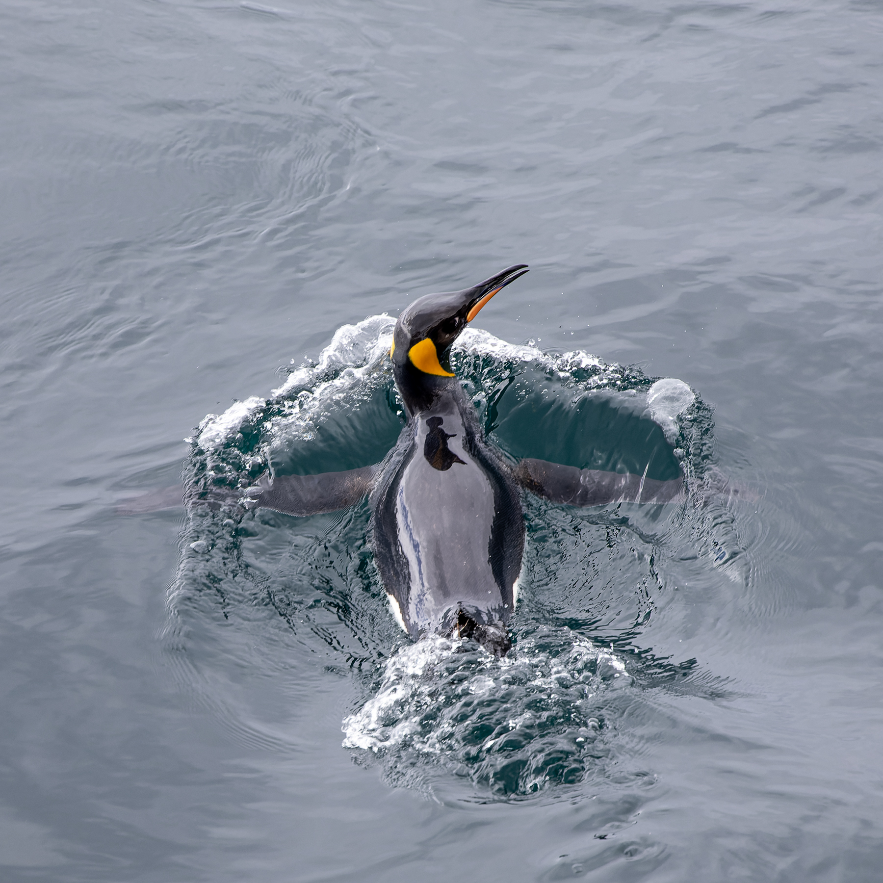 King Penguin (Image ID 54834)