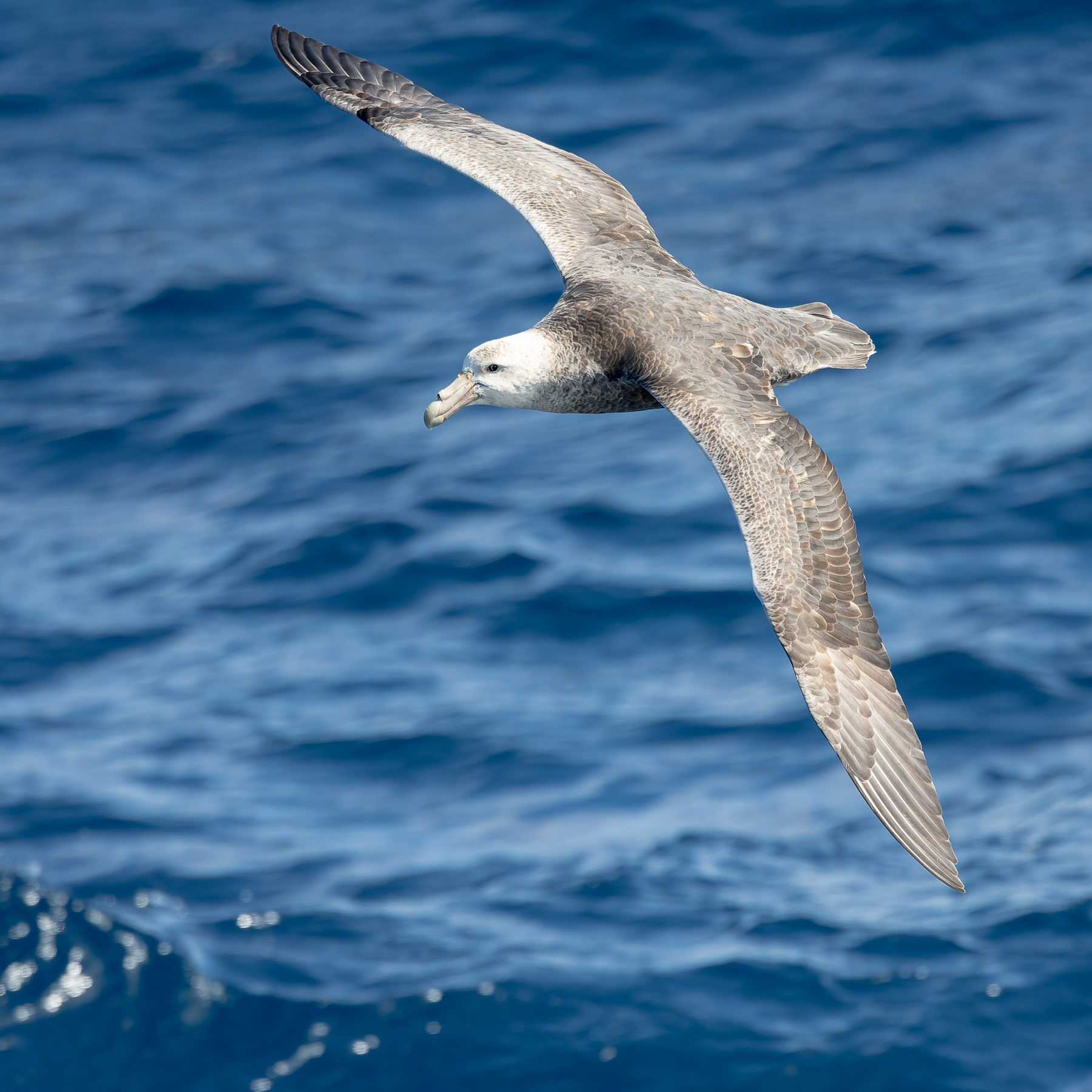 Southern Giant-Petrel (Image ID 54833)