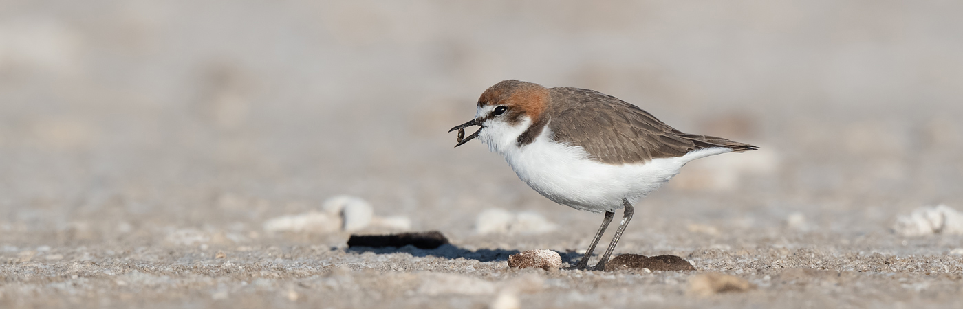 Red-capped Plover (Image ID 55897)