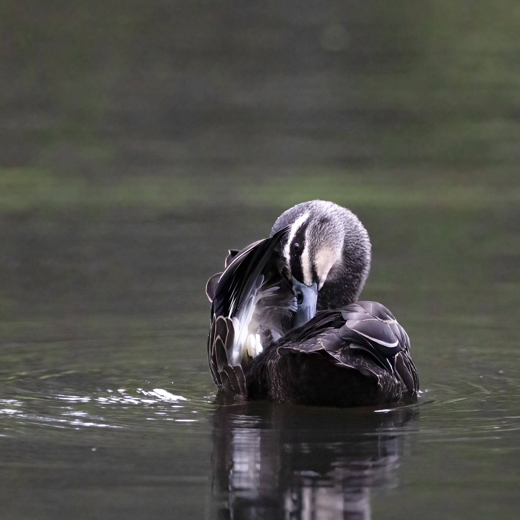 Pacific Black Duck (Image ID 55767)
