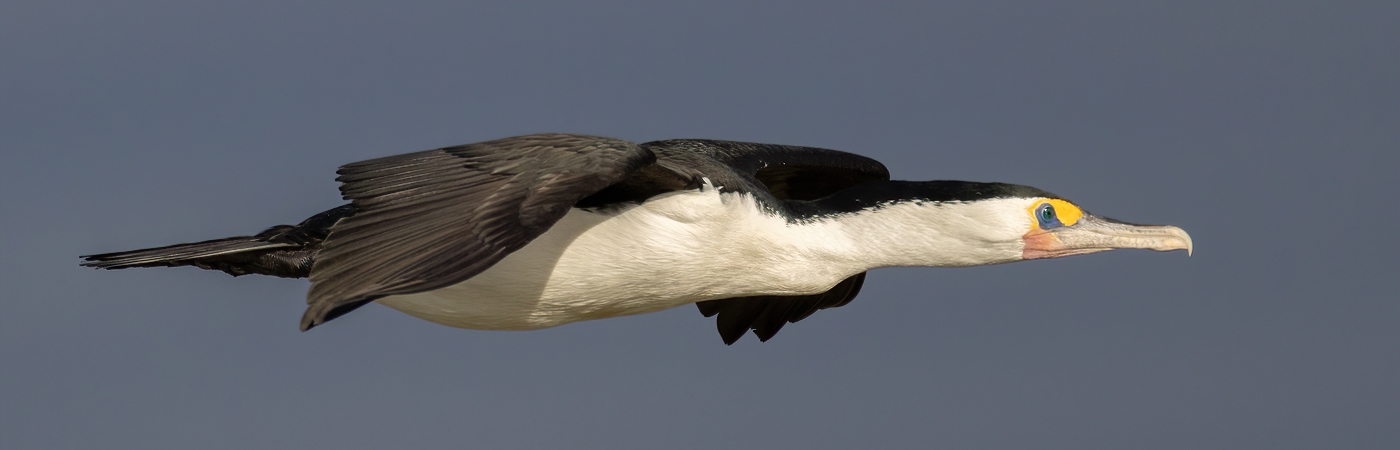 Great Pied Cormorant (Image ID 55909)