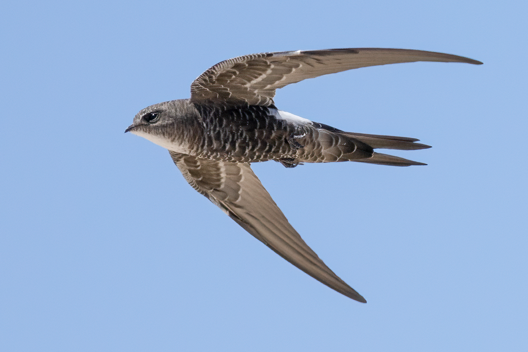 Fork-tailed Swift (Image ID 55525)