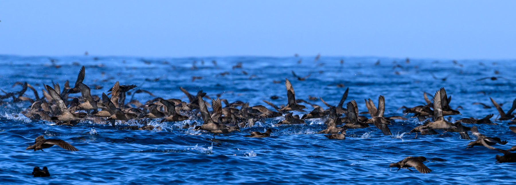 Short-tailed Shearwater (Image ID 56044)