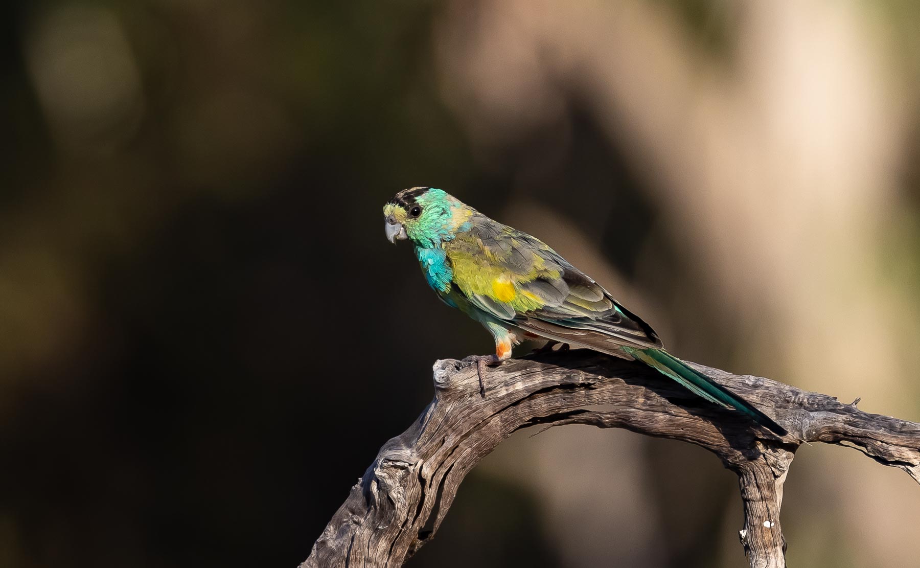 Golden-shouldered Parrot (Image ID 56353)