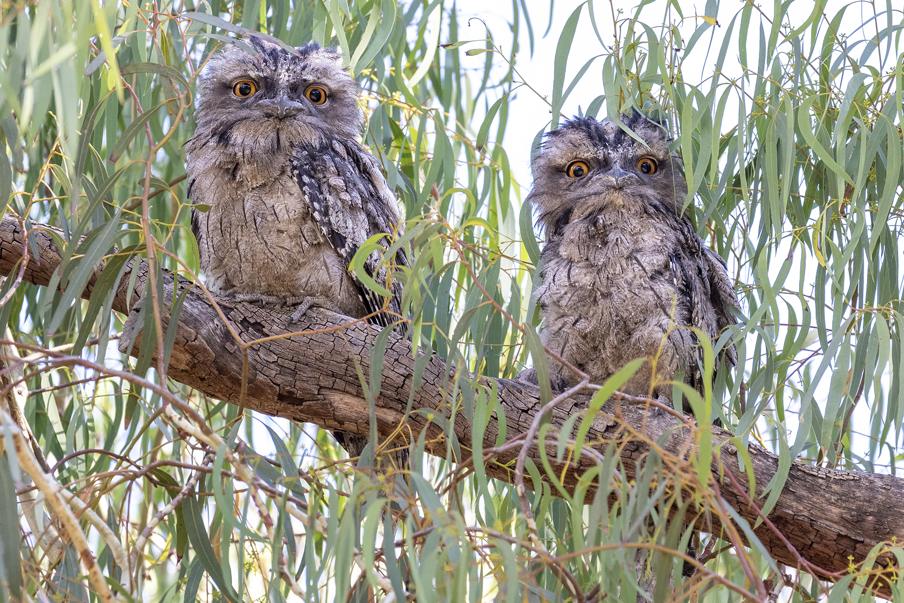 Tawny Frogmouth (Image ID 56335)