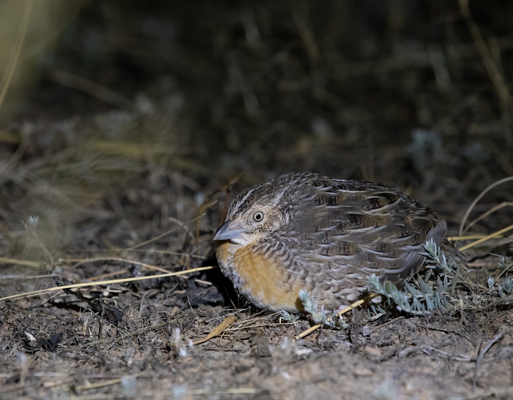 Red-chested Button-quail (Image ID 56146)
