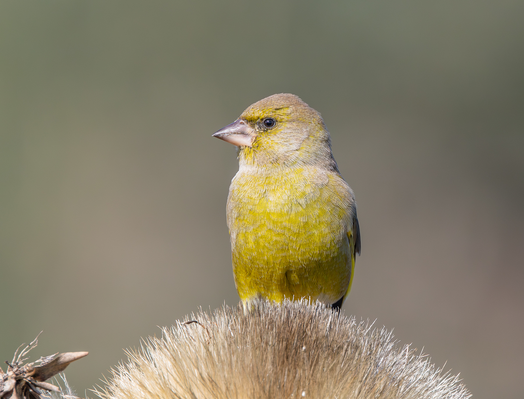 Common Greenfinch (Image ID 57179)