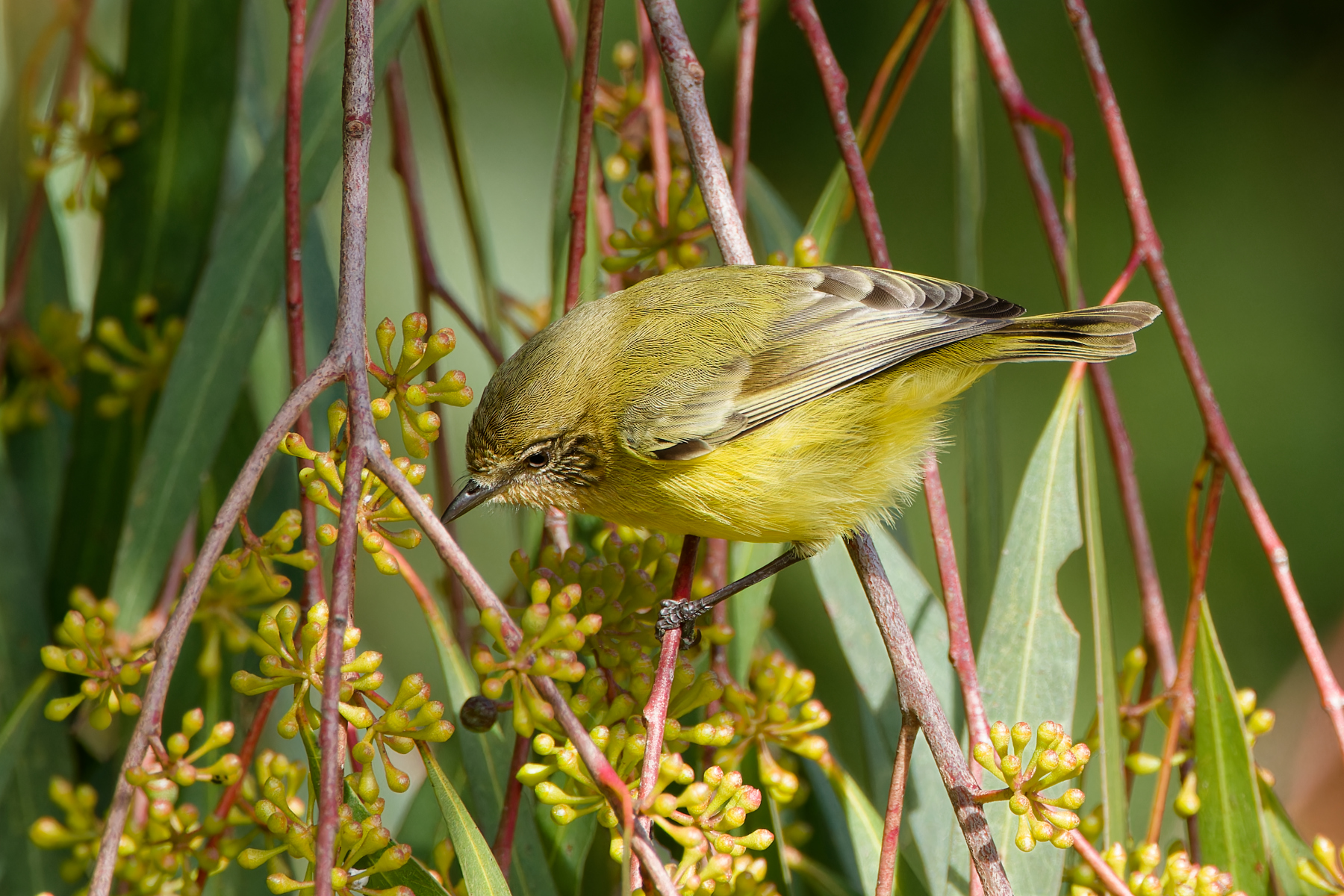 Yellow Thornbill (Image ID 57850)