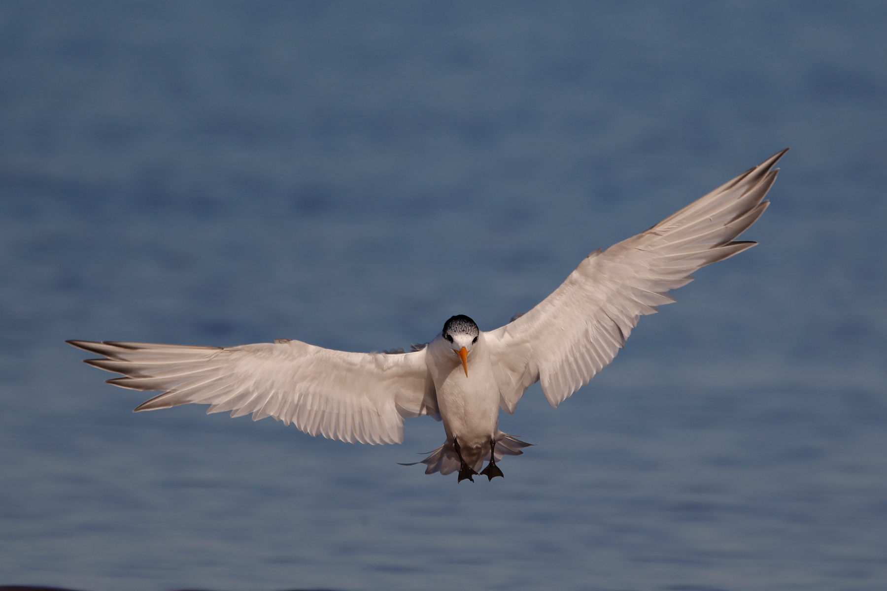 Lesser Crested Tern (Image ID 58379)