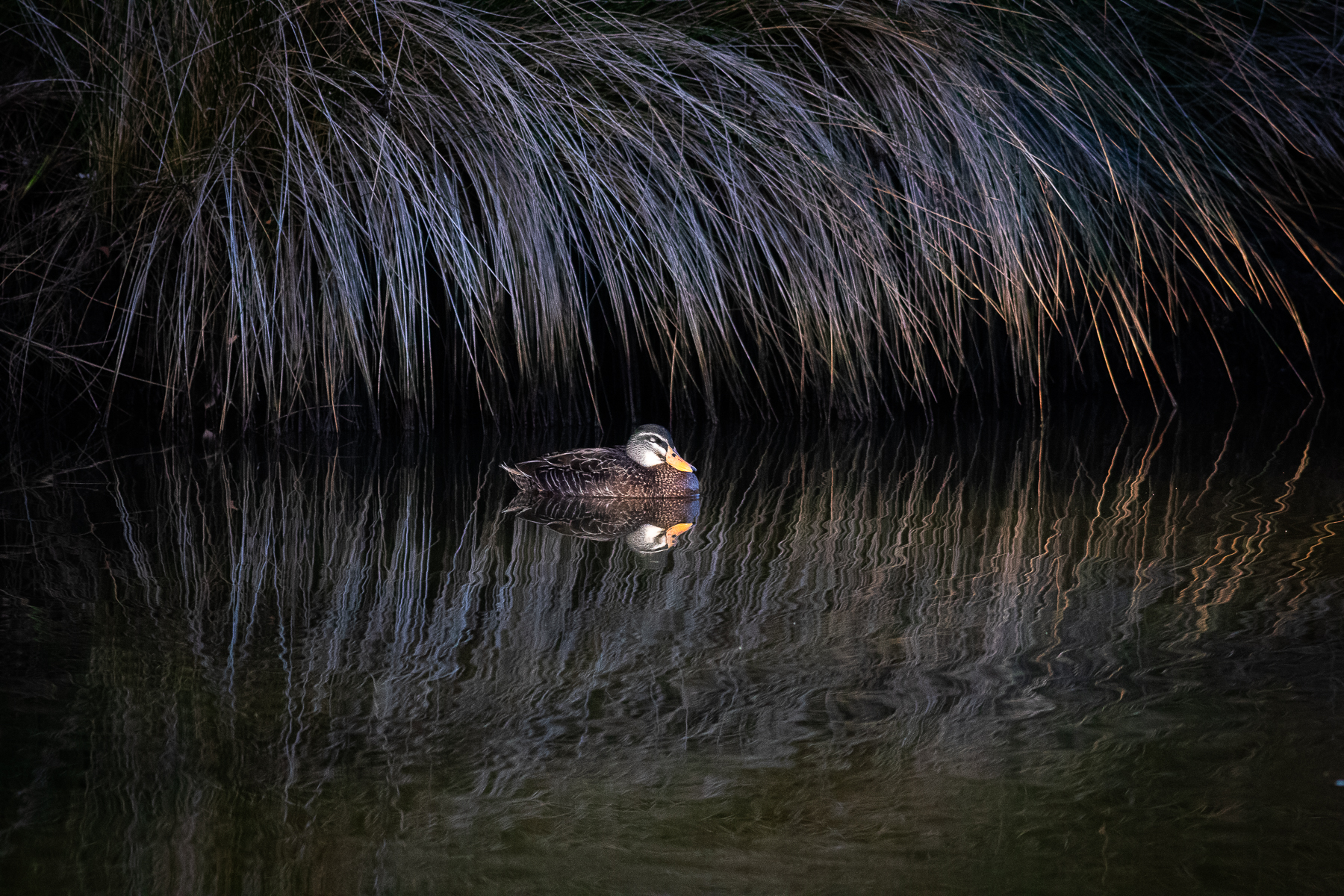 Hybrid, Mallard, Pacific Black Duck (Image ID 58529)