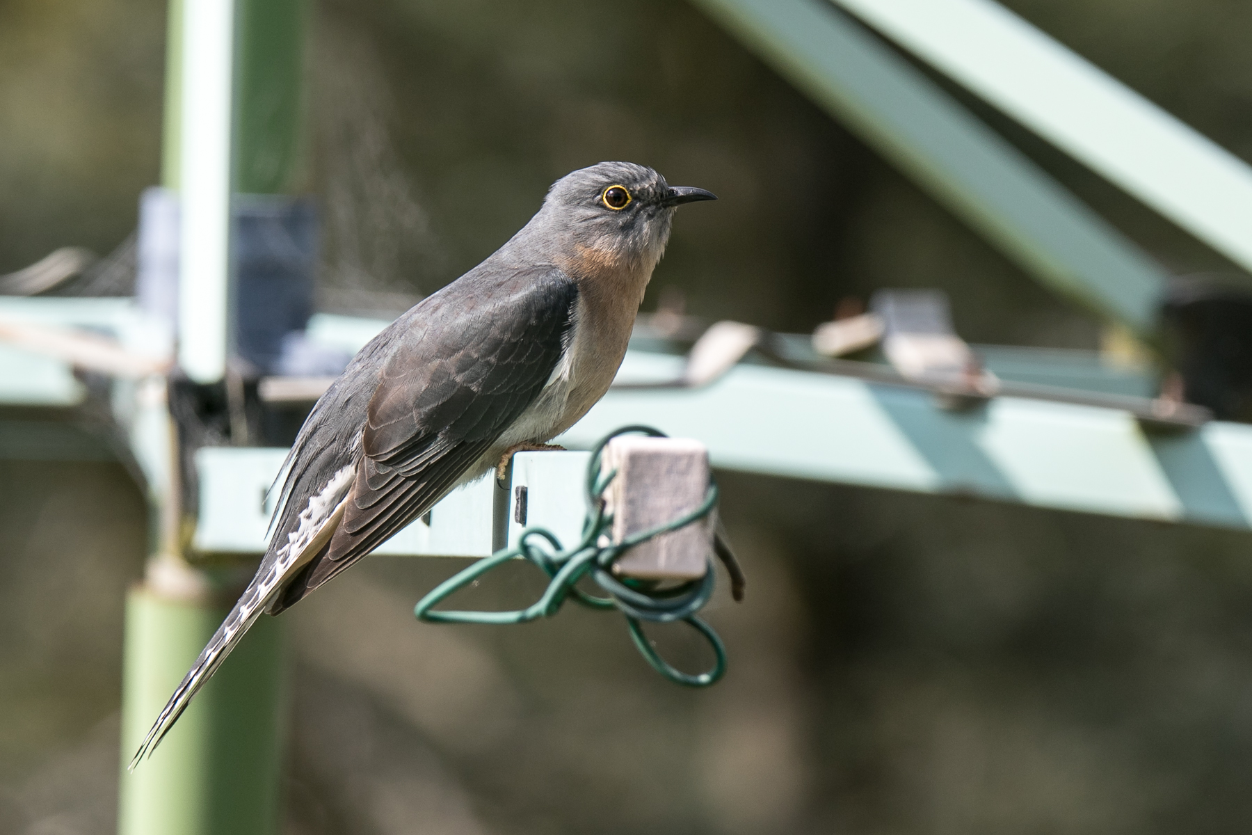 Fan-tailed Cuckoo (Image ID 59097)