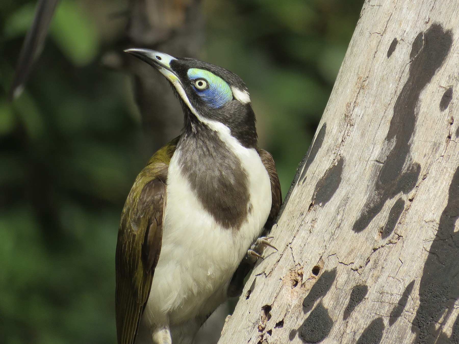 Blue-faced Honeyeater complex (Image ID 59677)