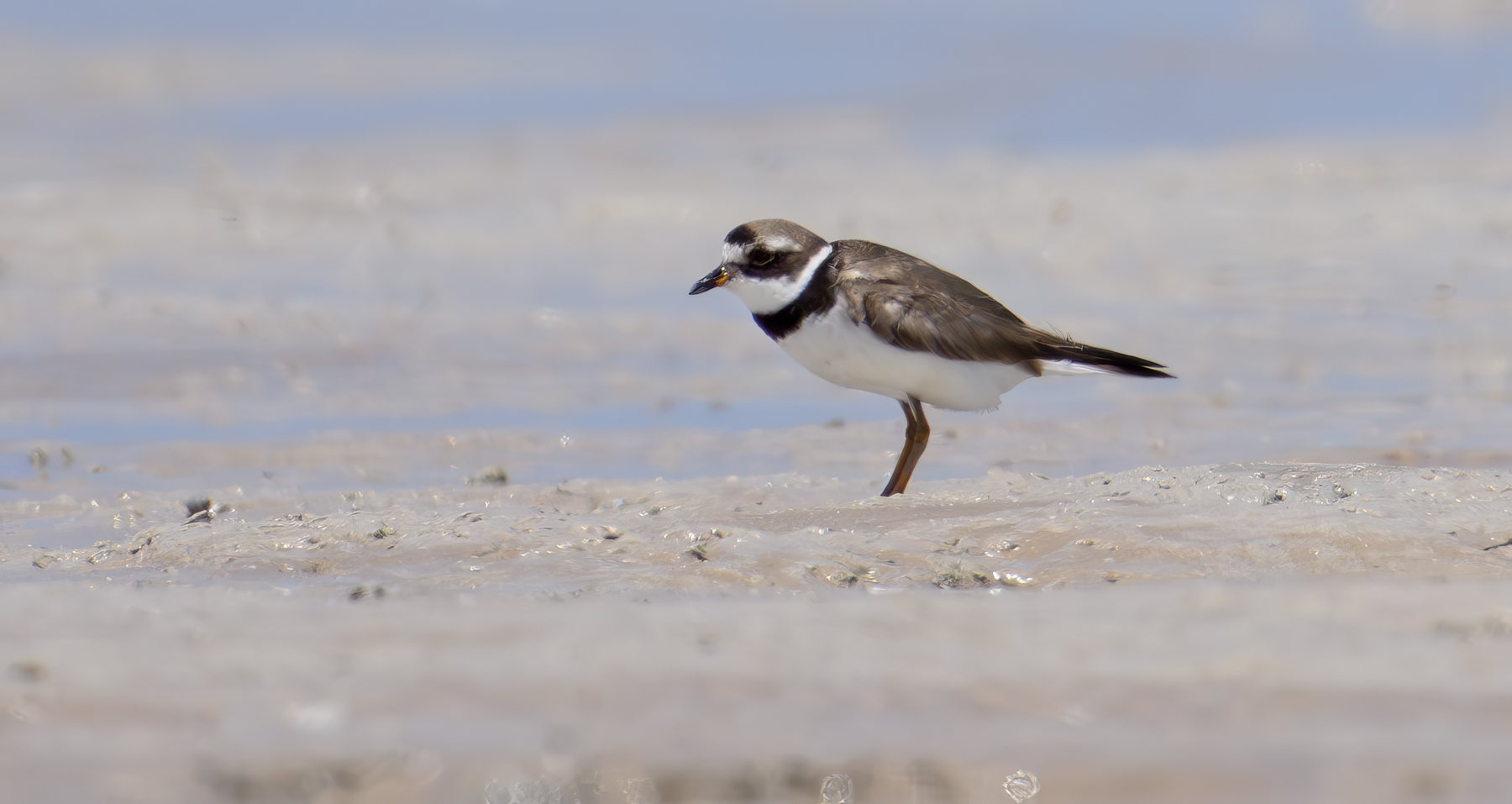 Common Ringed Plover (V) (Image ID 60192)