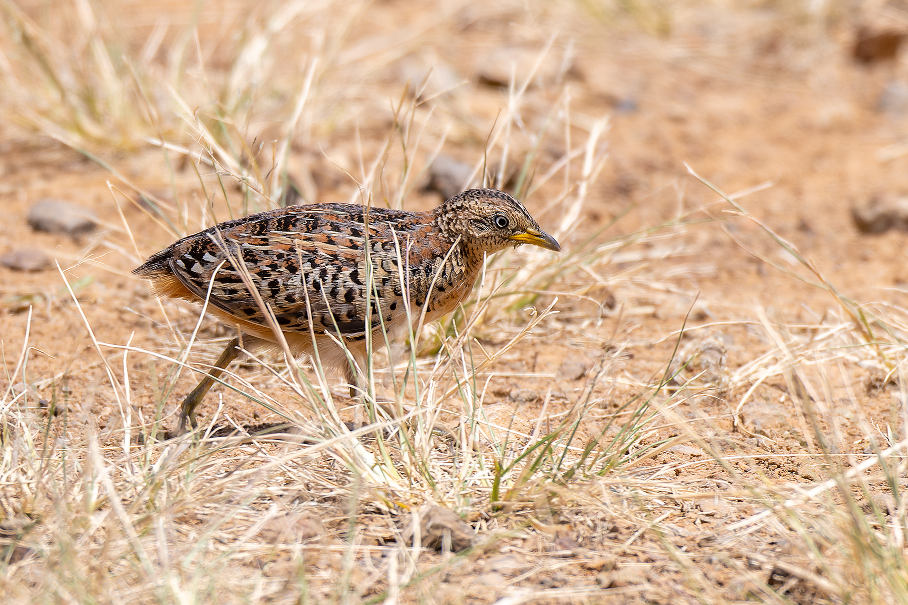 Red-backed Button-quail (Image ID 60287)