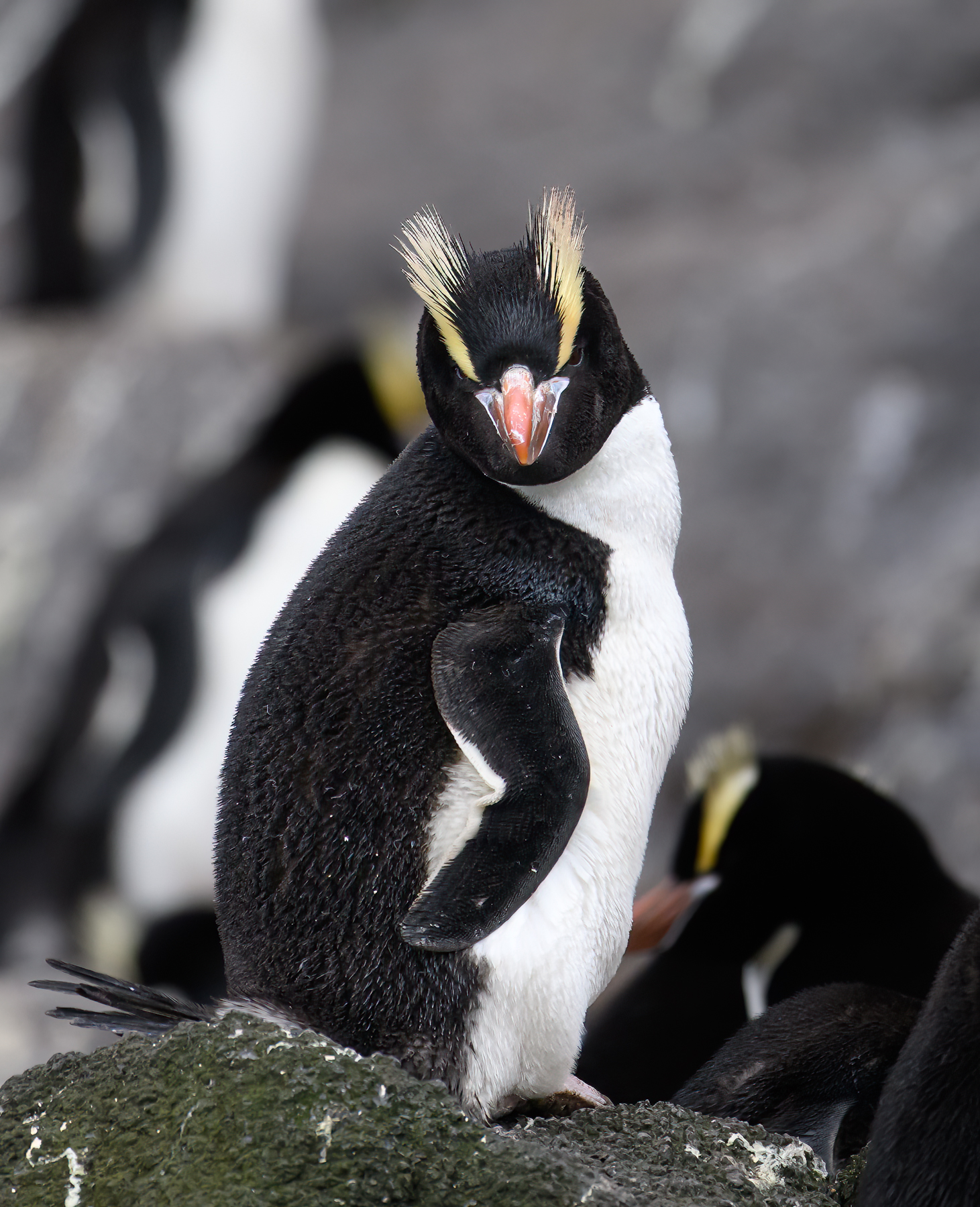 Erect-crested Penguin (V) (Image ID 60884)