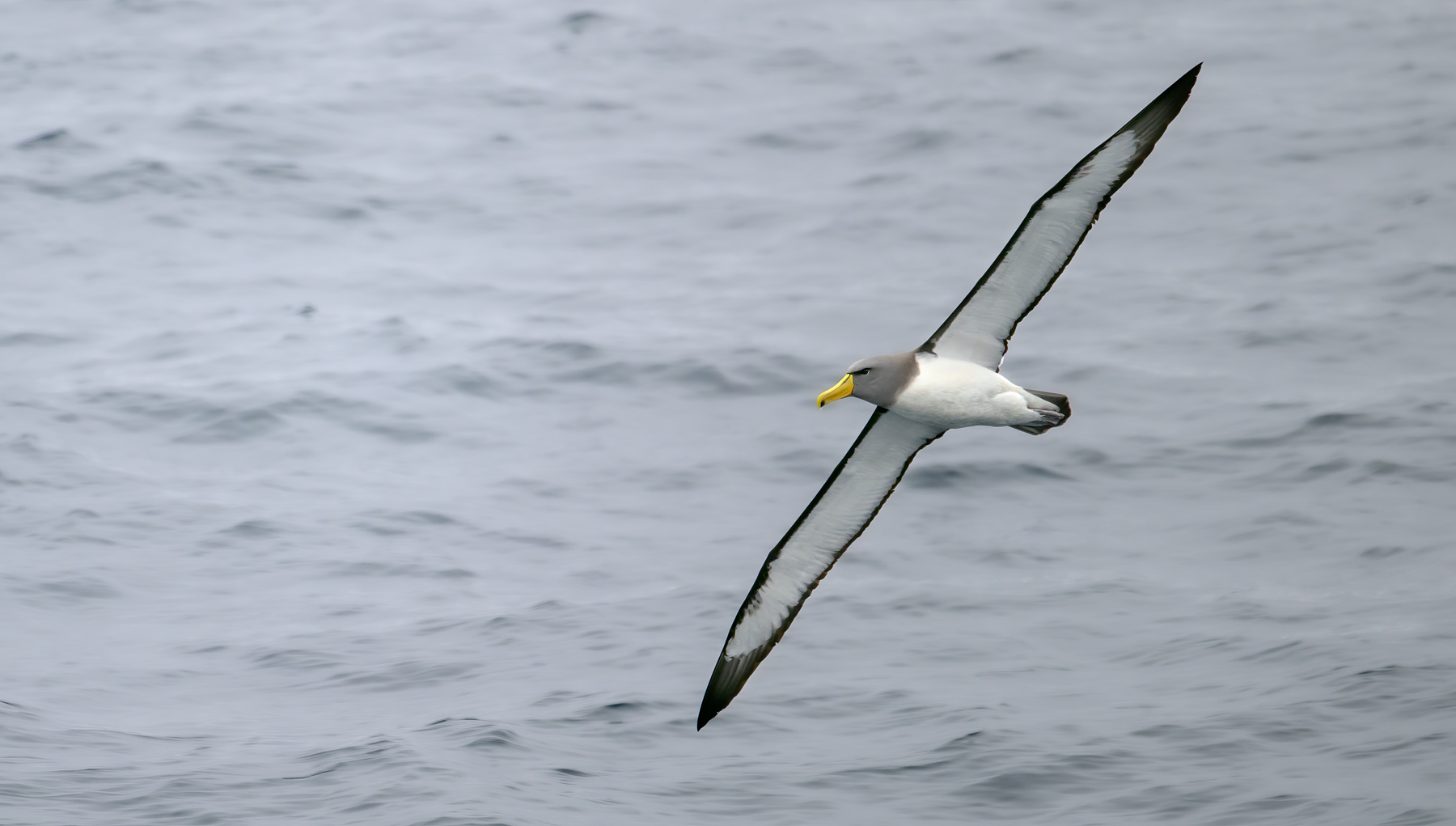 Chatham Albatross (V) (Image ID 60948)