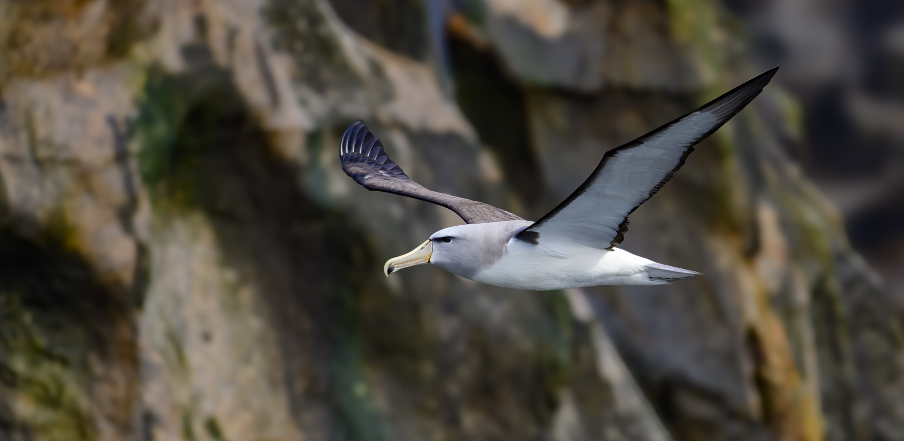 Salvin's Albatross (Image ID 60947)