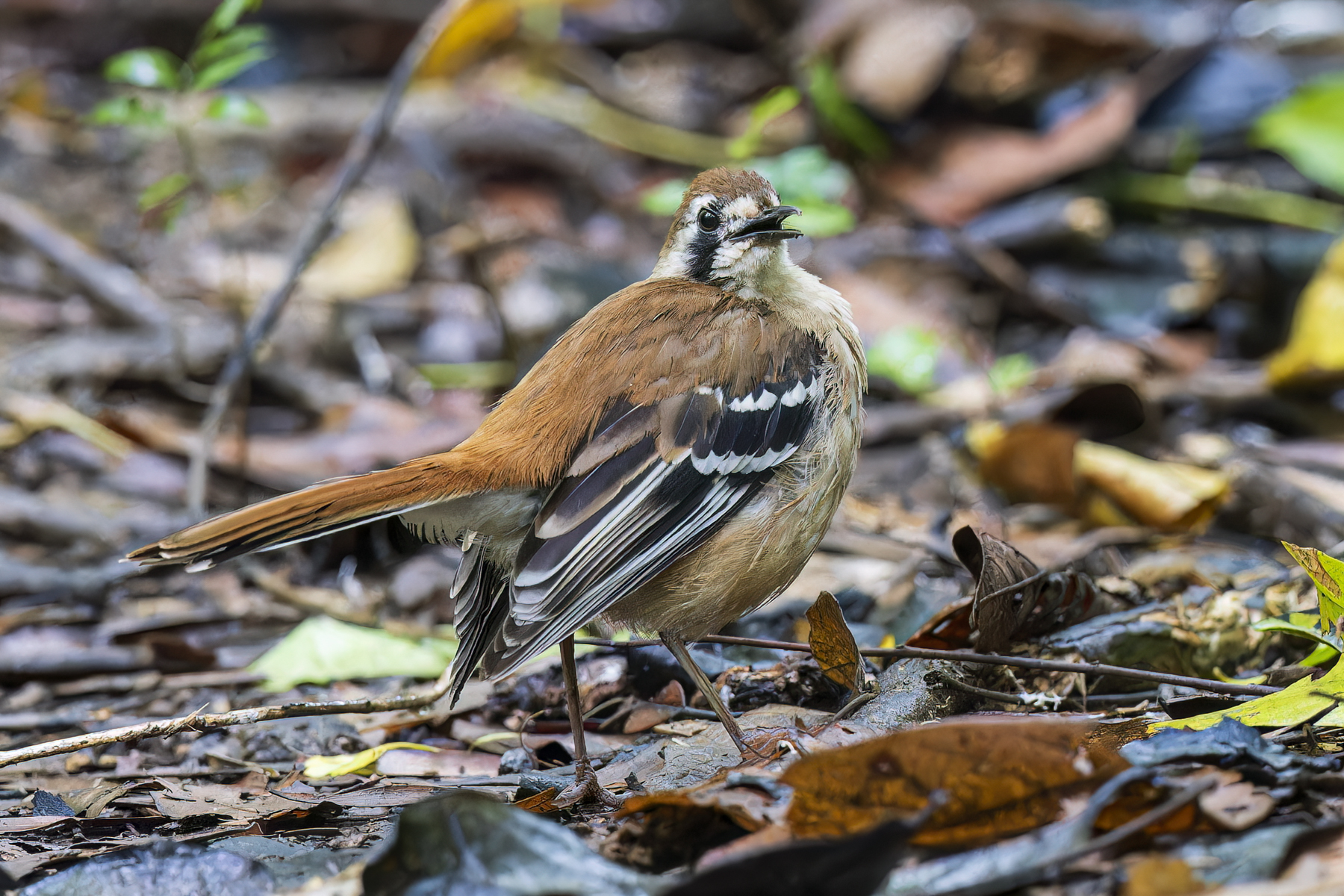 Northern Scrub-robin (Image ID 61562)