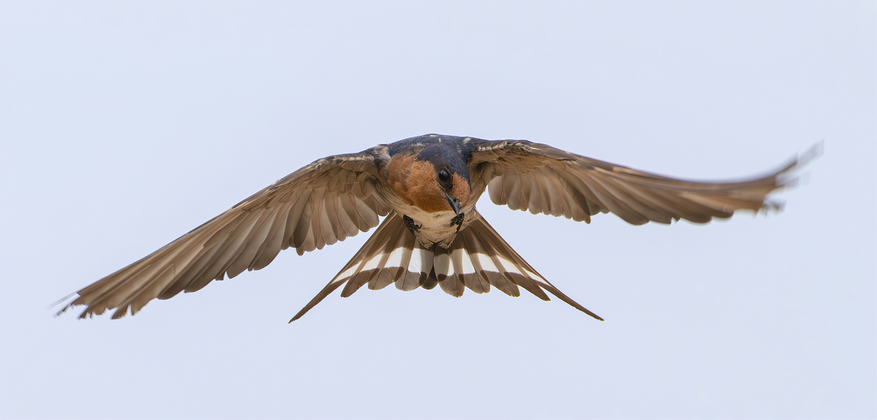 Welcome Swallow (Image ID 62199)