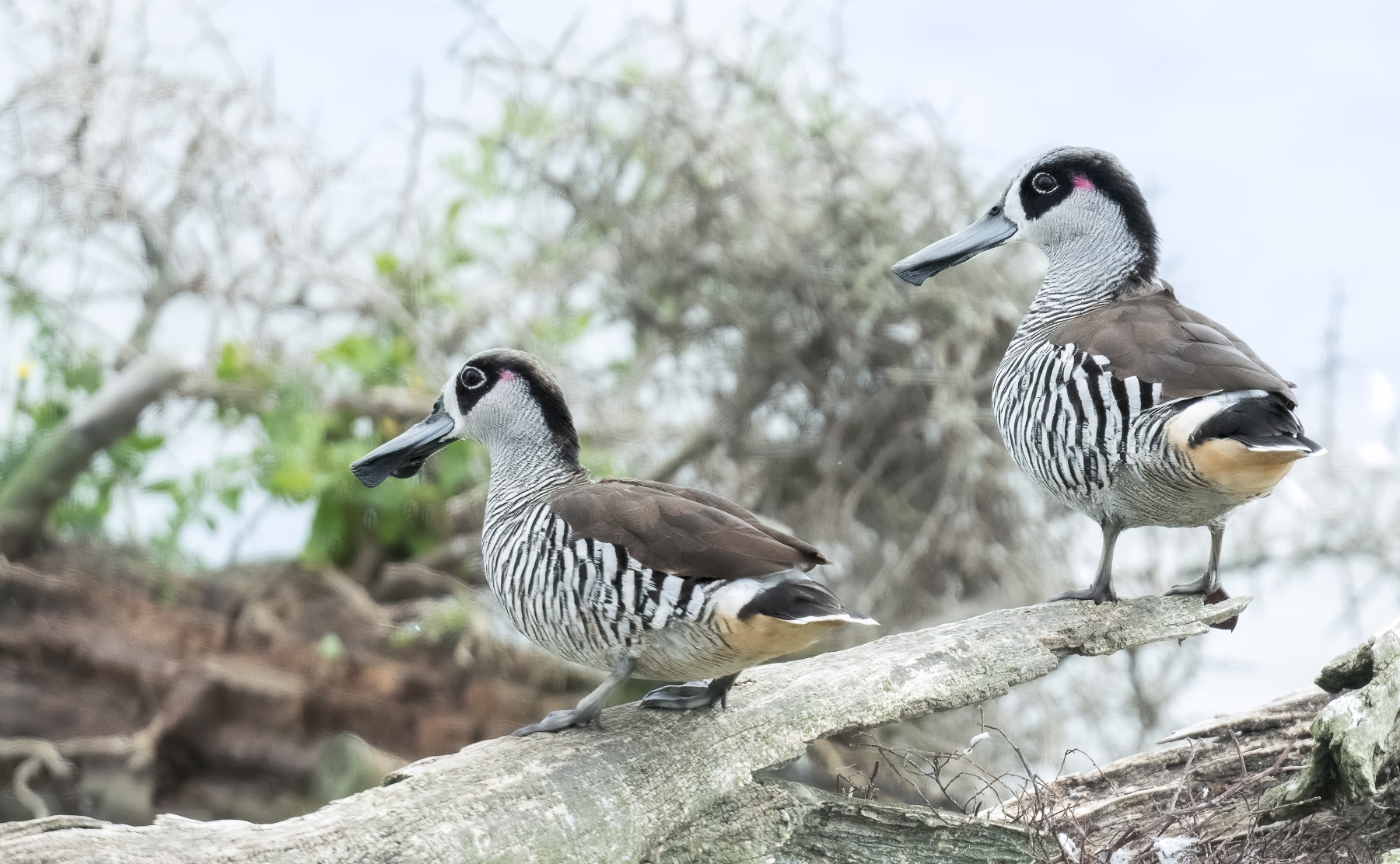 Pink-eared Duck (Image ID 62543)