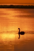 Black Swan (Image ID 61697)