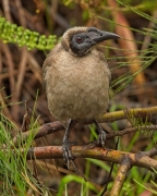 Helmeted Friarbird (Image ID 61281)