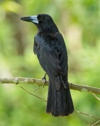 Black Butcherbird (Image ID 61269)