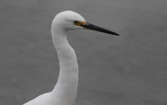 Little Egret (Image ID 61539)