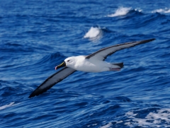 Indian Yellow-nosed Albatross (Image ID 61628)