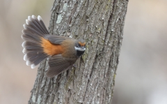 Rufous Fantail (Image ID 61598)