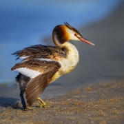 Great Crested Grebe (Image ID 61641)