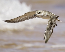 Greater Sand Plover (Image ID 61590)