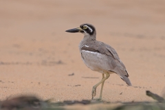 Beach Stone-curlew (Image ID 61680)