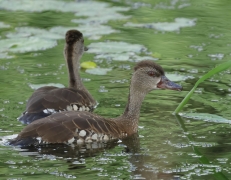 Spotted Whistling-Duck (Image ID 61493)