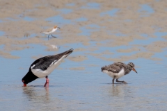 Australian Pied Oystercatcher, Red-capped Plover (Image ID 61425)