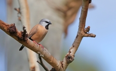 Black-throated Finch (Image ID 61372)