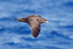 Flesh-footed Shearwater (Image ID 61650)