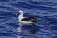 Indian Yellow-nosed Albatross (Image ID 61403)