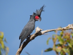 Palm Cockatoo (Image ID 61531)