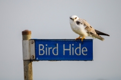 Black-shouldered Kite (Image ID 61701)